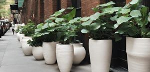 Pottery King of New York offers a diverse range of planters, like our white washed terracotta pots, and valuable guidance and expertise.