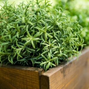 a close up shot of lush greenery in a cedar planter box