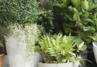 different sized white planters with plants