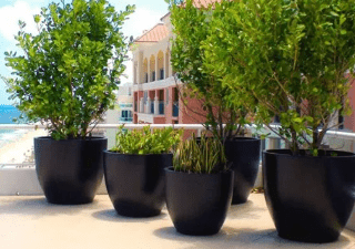 10 Hot Weather Plants That Thrive in NYC Planters
