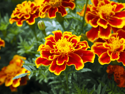 10 Hot Weather Plants That Thrive in NYC Planters