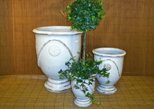 10 Hot Weather Plants That Thrive in NYC Planters