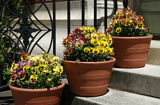 Screenshot 2025-10-17 110401 outdoor planters