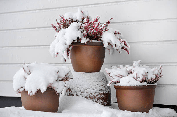 What to Do With Planters in Winter to Keep Outdoor Spaces Thriving