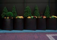 Big planters with various plants set against an outdoor wall