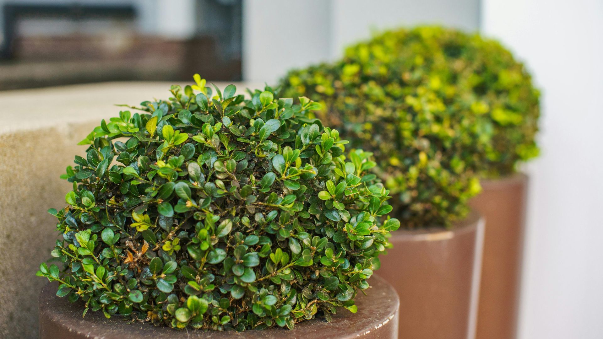 Transform Your NYC Property: Best Planters for Seasonal Charm