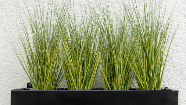 Planning a Commercial Planter Installation in NYC