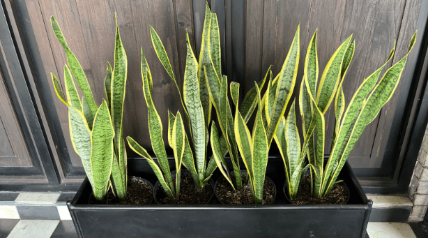 The Complete Wholesale Planter Reference for NYC Retailers