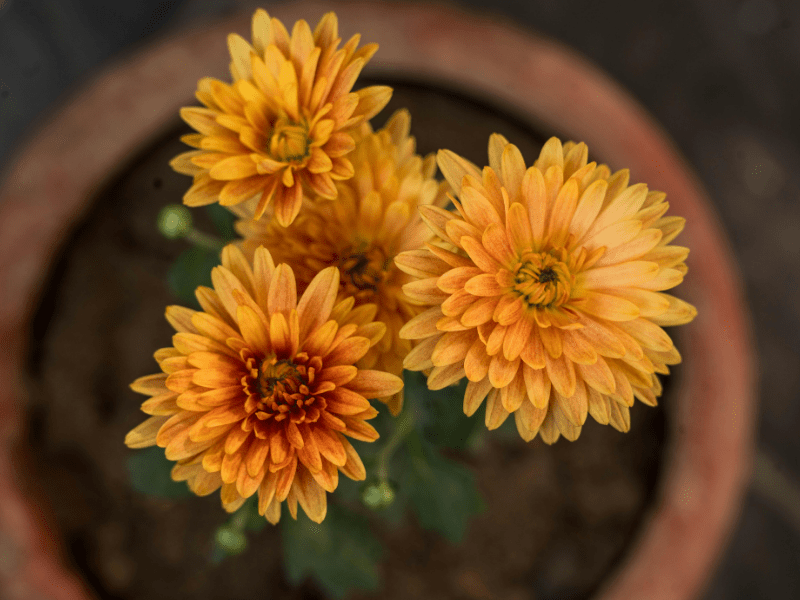 National Flower Day with Pottery King